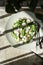 horseradish salad, Golden Frills mustard leaves, cucumber and feta cheese salad