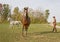 Horses in Action While Being Trained