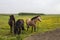 Horses along the fields of iceland