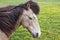 Horses along the fields of iceland