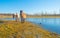 Horses along the shore of a frozen lake