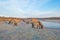 Horses along the shore of a frozen lake