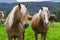 Horses in an Alpine meadow