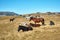 Horses on alpine plateau in the Carpathian mountains, Romania. View of Transalpina tourist highway and tableland in mountains