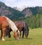 Horses in the alps