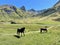 Horses in the Alps, Lech, Arlberg, Austria.