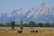 Horses and Antelope in Jackson Hole