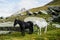 Horses around the mountain Monviso, Piedmont - Italy