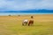 Horses around Song Kul lake, Kyrgyzstan