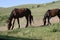 Horses on Assy plateau, Kazakhstan