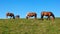 Horses in the Atlantic Pyrenees on the French Way of Santiago