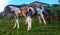 Horses in the Atlantic Pyrenees on the French Way of Santiago