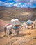 Horses on the Ausangate trail, Cusco, Peru