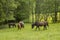 Horses in the Austrian Alps of the Dachstein region