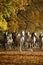 Horses in autumn