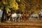 Horses in autumn