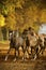 Horses in autumn