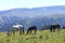 A Horses On The Autumn Caucasus Meadow