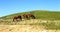 Horses On The Autumn Caucasus Meadow