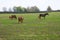 Horses with babies at horse farm.  Spring country landscape