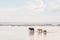 Horses of Bali wading in the sea water