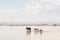 Horses of Bali wading in the sea water