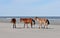 Horses on the Beach