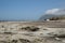 Horses on beach