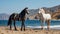 Horses on the beach in Bodrum, Aegean Sea, Turkey