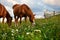 Horses is on beautiful pasture in a mountains, summer landscape, bright cloudy sky and sunlight, wildflowers, brown toned