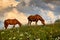 Horses is on beautiful pasture in a mountains, summer landscape, bright cloudy sky and sunlight, wildflowers, brown toned