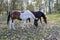 Horses by the belt. Farm animals in Central Europe