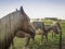 Horses with a blond hair