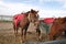 Horses bred in an outdoor wilderness stable