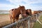 Horses bred in the swan lake horse pen in Zhangbei County