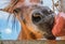 Horses on a bright day Face focus of close-up horses