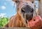 Horses on a bright day Face focus of close-up horses