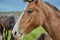 Horses Brown outdoors farm countryside close-up domestic cute