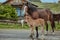 Horses Brown outdoors farm countryside close-up domestic cute