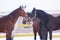 horses brown and white color care for each other in the paddock