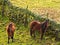 Horses browsing in the fields.