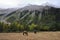 Horses browsing by the mountains