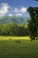 Horses, Cades Cove, Great Smoky Mtns Nat Park, TN