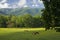 Horses, Cades Cove, Great Smoky Mtns Nat Park, TN