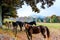 Horses Cades Cove Loop Road Smokies