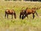 Horses in California