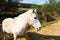 Horses of the Camargue