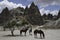 Horses in Capadocia Landscape in Turkey