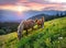 Horses in the Carpathians