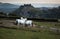 Horses at Carreg Cennin Castle